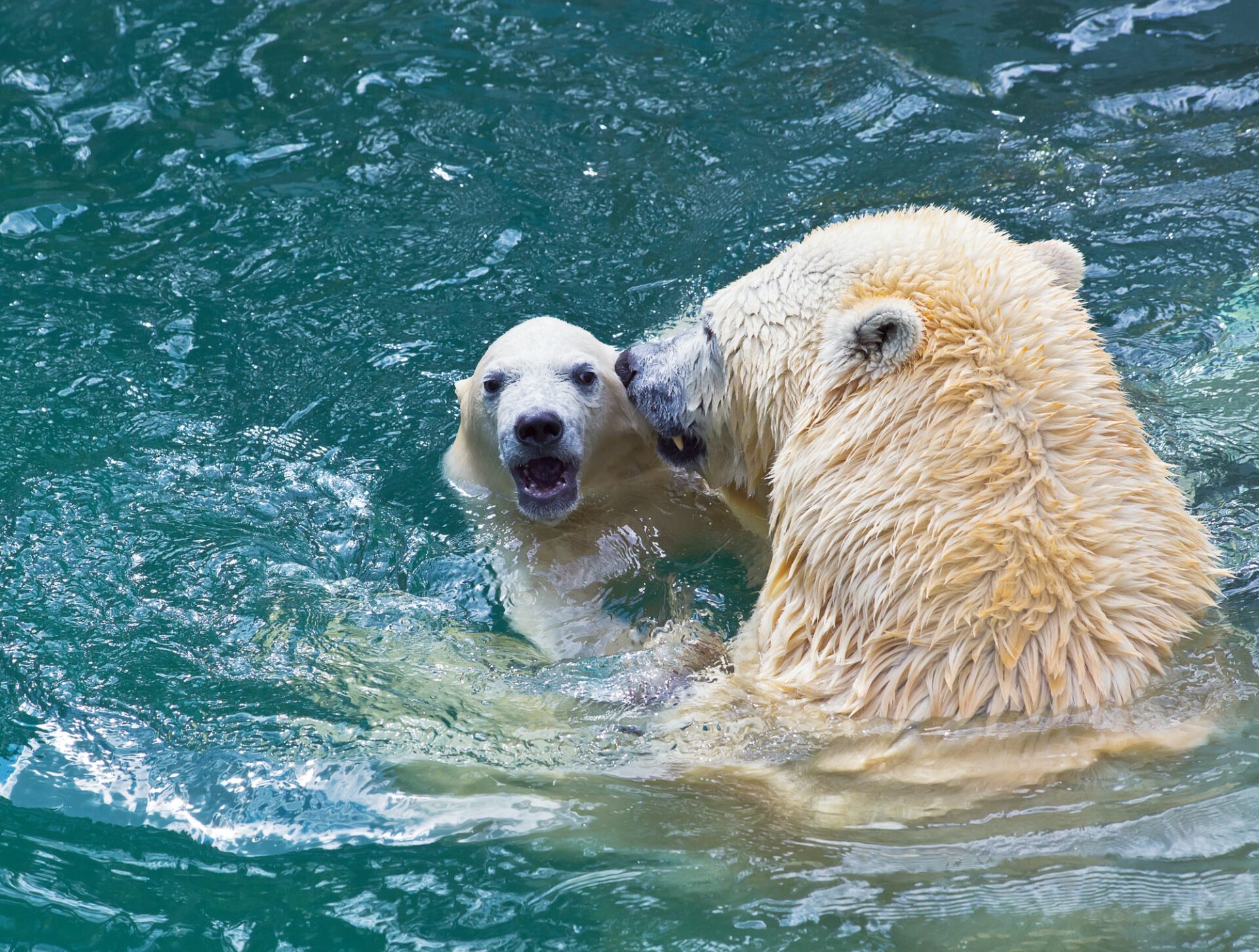 Bathing polar bears