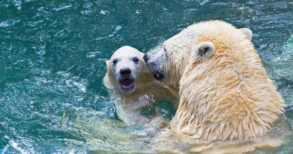 Bathing polar bears